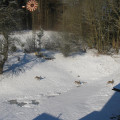Winter in Falkenberg (2).jpg